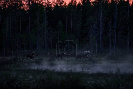Photo for Night in taiga Bear hidden in yellow forest. Autumn trees with bear. Beautiful brown bear walking around lake, fall colours. Big danger animal in habitat. Wildlife scene from nature, Russia. - Royalty Free Image
