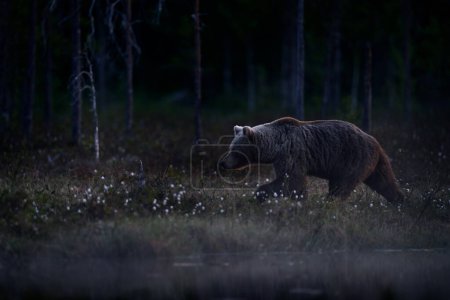 Téléchargez les photos : Joli petit ours brun sur l'herbe de coton, saison estivale en Finlande taïga. Ours perdu bébé sans mère dans la nature. Europe faune sauvage. - en image libre de droit