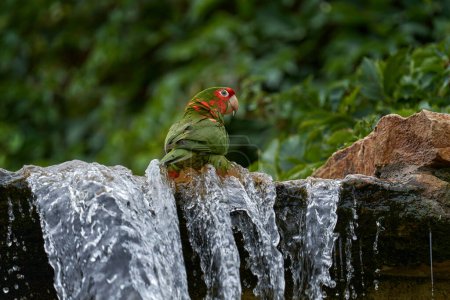 Foto de Periquito mitred, Psittacara mitratus, loro verde rojo en el hábitat de la naturaleza del agua. - Imagen libre de derechos