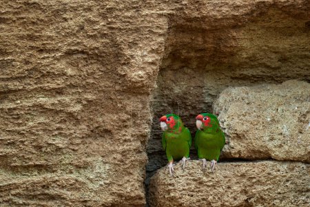 Photo for Mitred parakeet, Psittacara mitratus, red green parrot in nest clay hole wall in the nature habitat. Bird mitred conure in the nature habitat, wildlife Peru. Travel in South America, Bolivia, Peru. - Royalty Free Image