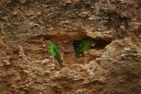 Foto de Periquito mitra, Psittacara mitratus, loros verdes rojos - Imagen libre de derechos