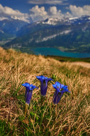 Foto de Gentiana acaulis, genciana de Koch, flor azul florecen en el meadov. Flor con lago y montaña nevada en Suiza. Primavera en los Alpes. - Imagen libre de derechos