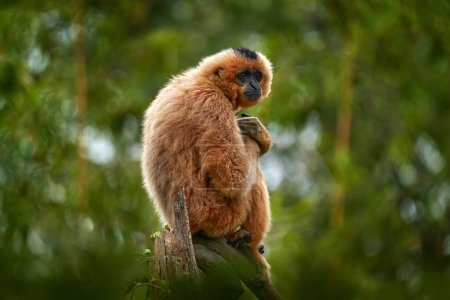 Téléchargez les photos : Gibbon à joues jaunes, Nomascus gabriellae, avec de la nourriture pour gazon, singe orange sur l'arbre. Gibbon dans l'habitat naturel. Singe du Cambodge, Laos, Vietnam, se balançant sur l'arbre. Asie faune. - en image libre de droit