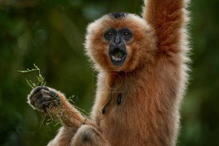 Photo for Yellow-cheeked Gibbon, Nomascus gabriellae, with grass food, orange monkey on the tree. Gibbon in the nature habitat. Monkey from Cambodia, Laos, Vietnam, swinging on the tree. Asia wildlife. - Royalty Free Image