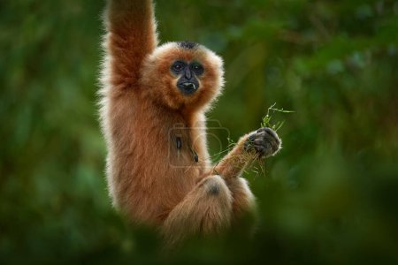 Téléchargez les photos : Gibbon à joues jaunes, Nomascus gabriellae, avec de la nourriture pour gazon, singe orange sur l'arbre. Gibbon dans l'habitat naturel. Singe du Cambodge, Laos, Vietnam, se balançant sur l'arbre. Asie faune. - en image libre de droit