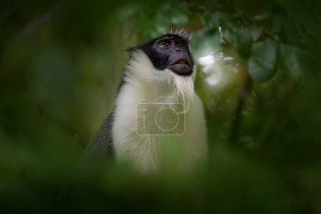 Foto de Guenón Roloway, Cercopithecus roloway, raro mono blanco y negro en el hábitat del bosque verde, Costa de Marfil en África Cetral. Detalle de cerca potratit de animales de mono, la vida silvestre de la naturaleza. Guenonm Ghana - Imagen libre de derechos