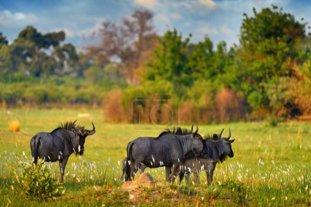 Téléchargez les photos : Troupeau GNU dans l'herbe verte, delta de l'Okavango. gnous bleu, Connochaetes taurinus, sur la prairie, grand animal dans l'habitat naturel au Botswana, Afrique. - en image libre de droit