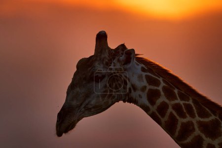 Téléchargez les photos : Portrait de girafe au coucher du soleil, Soirée orange dans le delta de l'Okawango au Botswana. - en image libre de droit