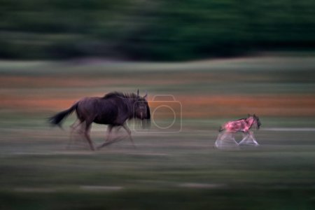 Foto de GNU blur mover el arte. Manada GNU en la hierba verde, delta del Okavango. El ñus azul, Connochaetes taurinus, en el prado, gran animal en el hábitat natural en Botswana, África. - Imagen libre de derechos