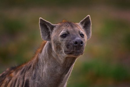 Téléchargez les photos : Lumière du coucher du soleil Hyena. Hyena, portrait détaillé. Hyène tachetée, Crocuta crocuta, animal en colère près du trou d'eau, beau coucher de soleil du soir et ourson. Nature des petits animaux, delta de l'Okavango, Botswana - en image libre de droit