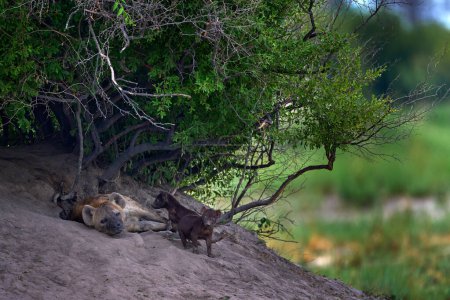 Téléchargez les photos : Animal babe nature, Okavango, Botswana. Young hyena pup, evening sunset light. Hyena, detail portrait. Spotted hyena, Crocuta crocuta, angry animal near water hole, beautiful evening sunset and cub - en image libre de droit