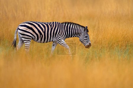 Foto de Delta del Okavango, cebra. Cebra con hierba dorada amarilla. Cebra de Burchell, Equus quagga burchellii, Parque Nacional Nxai Pan, Botswana, África. Animal salvaje en el prado verde. Safari africano. - Imagen libre de derechos