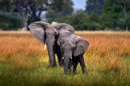 Photo for Elephant in the grass, beautiful evening light. Wildlife scene from nature, elephant in the habitat, Moremi, Okavango delta, Botswana, Africa. Green wet season, blue sky with clouds. African safari. - Royalty Free Image