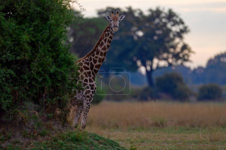 Foto de Jirafa en el bosque con grandes árboles, luz de la tarde, puesta de sol. Silueta idílica de jirafa con puesta de sol naranja por la noche, delta del Okavango en Botswana. Retrato oculto de la jirafa. - Imagen libre de derechos