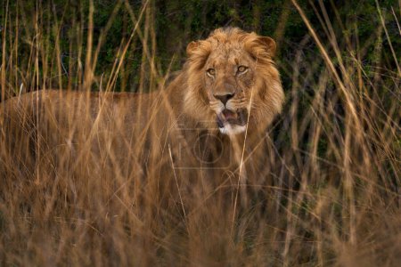 Foto de León macho escondido en la hierba, delta del Okavango en Botswana. - Imagen libre de derechos