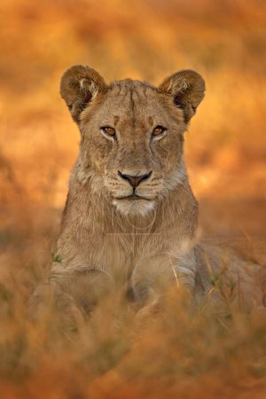 Téléchargez les photos : Lion africain l'herbe, avec une belle lumière du soir. Scène animalière de la nature. Animal dans l'habitat. Safari en Afrique. Grand jeune lion en colère du delta de l'Okavango, Botswana. Coucher de soleil du soir. - en image libre de droit