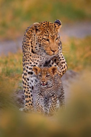 Foto de Gatito leopardo bebé, oculto agradable hierba naranja. Cachorro de leopardo con madre caminando. Gran gato salvaje en el hábitat natural, día soleado en la sabana, río Khwai. Vida silvestre; naturaleza, vida silvestre de Botswana. - Imagen libre de derechos