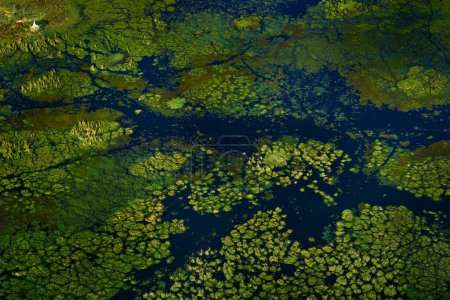 Foto de Africa aerial landscape, green river, Okavango delta in Botswana. Lagos y ríos, vista desde el avión. Bosque. vegetación en Sudáfrica. Árboles con agua en temporada de lluvias húmedas. Viajar en Botswana. - Imagen libre de derechos