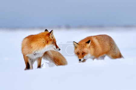 Photo for Red fox in white snow. Cold winter with two orange furry fox, Czech Republic, Europe. Beautiful orange coat animal in nature. Detail close-up portrait of nice mammal. - Royalty Free Image