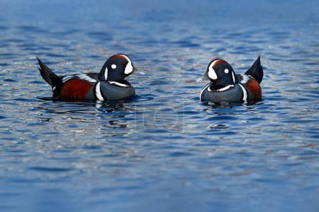 Photo for Harlequin duck, Histrionicus histrionicus, bird on the blue surface. Beautiful sea bird from Hokkaido, Japan. Wildlife scene from nature. - Royalty Free Image