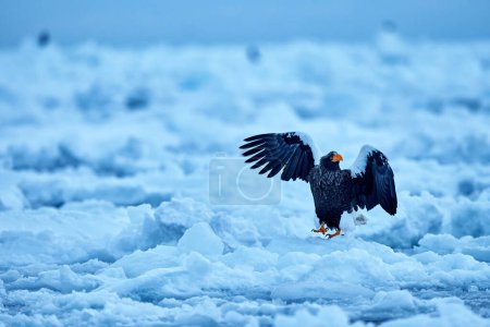 Photo for Sea bird on the ice. Japan eagle in winter. Steller's sea eagle, Haliaeetus pelagicus, bird with white snow, Hokkaido, Japan. Wildlife action behaviour scene from nature. Eagle sitting on the ice lake - Royalty Free Image