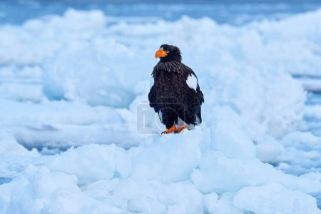 Téléchargez les photos : Oiseau marin sur la glace. Aigle du Japon en hiver. Pygargue de Steller, Haliaeetus pelagicus, oiseau avec neige blanche, Hokkaido, Japon. Faune comportement action scène de la nature. Aigle assis sur le lac de glace - en image libre de droit