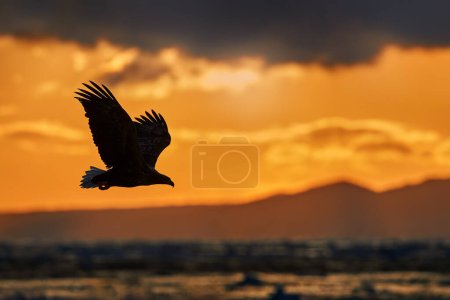 Photo for Ocean sea sunset with eagle, orange clouds. Flying bird of prey, White-tailed Eagle, Haliaeetus albicilla, with blue sky and white clouds in background. Wildlife scene with bird from nature. Bird. - Royalty Free Image