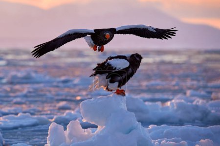 Téléchargez les photos : Coucher de soleil arctique. Lever de soleil d'hiver avec aigle. Pygargue de Steller, Haliaeetus pelagicus, crépuscule matinal, Hokkaido, Japon. Aigle flottant en mer sur la glace. Comportement animal, nature. - en image libre de droit