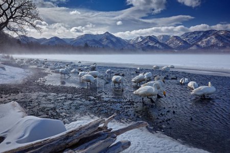 Foto de Lago de hielo con nieve en Japón. Cisnes Whooper, Cygnus cygnus, aves en el hábitat natural, Lago Kusharo, escena de invierno con nieve y hielo en el agua, montaña brumosa en el fondo, Hokkaido, Japón. - Imagen libre de derechos