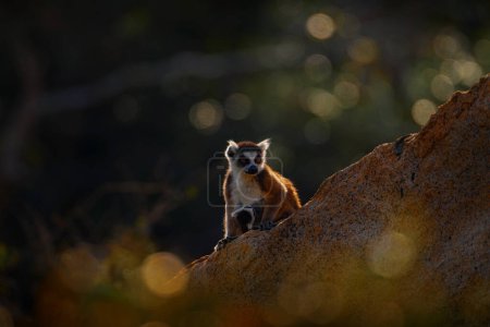 Photo for Madagascar wildlife. Monkey family, young cub. Madagascar wildlife, Ring-tailed Lemur, Lemur catta. Animal from Madagascar, Africa, orange eyes. Evening light sunset, Anja Nature Park. Monkey, sunset. - Royalty Free Image