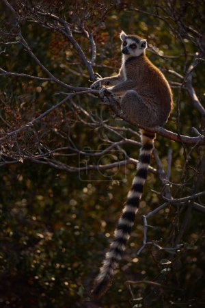 Photo for Madagascar wildlife. Monkey family, young cub. Madagascar wildlife, Ring-tailed Lemur, Lemur catta. Animal from Madagascar, Africa, orange eyes. Evening light sunset, Anja Nature Park. Monkey, sunset. - Royalty Free Image