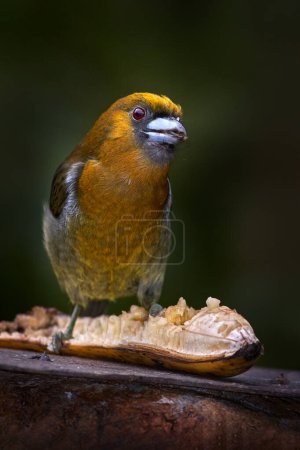 Photo for Bird, banana feeder. Prong-billed barbet, Semnornis frantzii, large-billed bird native to humid highland forest of Costa Rica. Bird from Vera Blanca, Costa Rica, exotic grey and red mountain bird. - Royalty Free Image