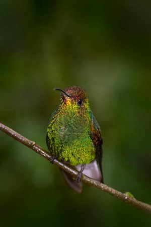 Foto de Pájaro del bosque verde profundo. Esmeralda de cabeza de cobre, Microchera cupreiceps, pequeño colibrí endémico de Costa Rica. Pájaro Tinny en el hábitat del bosque de la naturaleza. Pájaro en el bosque, Volcan Poas NP. - Imagen libre de derechos
