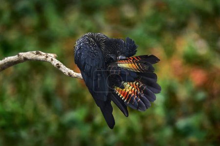 Foto de Vida silvestre de Australia. Cacatúa negra de cola roja, Calyptorhynchus banksii gran loro cacatúa negra nativa de Australia. Pájaro negro limpiando plumaje de la cola. Loro en el bosque, - Imagen libre de derechos