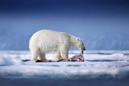 Téléchargez les photos : Wildlife Svalbard, Norvège. Ours avec peau de manteau de fourrure de carcasse, nature sauvage. Ciel bleu carcasse et nuages. Nature - ours polaire sur la glace dérivante avec de la neige se nourrissant de phoques tués, squelette et sang. - en image libre de droit