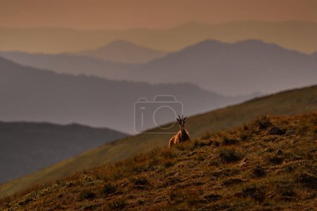 Photo for Chamois, Rupicapra rupicapra tatranica, rocky hill, stone in background, Nizke Tatry NP, Slovakia. Wildlife scene with horn animal, endemic rare Chamois. Forest landscape with animal, sunset. - Royalty Free Image