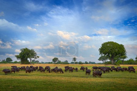 Téléchargez les photos : Faune africaine, troupeau de bisons dans le delta de l'Okavango. Journée ensoleillée avec nuages sur ciel bleu, savane au Botswana. Buffalo d'Afrique, Cyncerus cafer, dans l'habitat naturel. Paysage, grand troupeau d'animaux en Afrique. - en image libre de droit