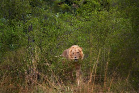 Foto de Bosque león africano en el hábitat natural, árboles verdes, delta del Okavango, Botswana en África. - Imagen libre de derechos