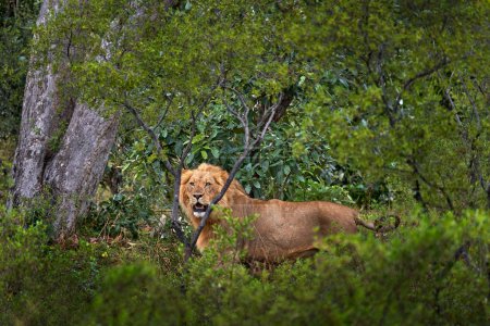 Foto de Bosque león africano en el hábitat natural, árboles verdes, delta del Okavango, Botswana en África. Gato salvaje escondido en la vegetación del bosque. - Imagen libre de derechos