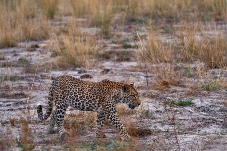 Foto de Vida silvestre de Botswana. Leopardo, Panthera pardus shortidgei, pasto paseo hábitat natural, gran gato salvaje en el hábitat natural, día soleado en la sabana, Okavango delta Botswana. Naturaleza de la fauna, África - Imagen libre de derechos