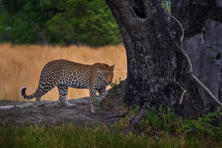 Téléchargez les photos : Botswana faune. Léopard, Panthera pardus shortidgei, habitat naturel de promenade en herbe, grand chat sauvage dans l'habitat naturel, journée ensoleillée sur la savane, delta de l'Okavango Botswana. Nature sauvage, Afrique - en image libre de droit