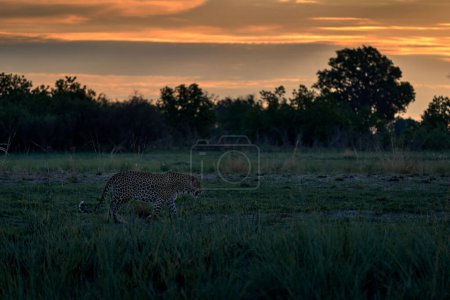 Photo for Evening sunset with leopard, nature habitat in Okavango delta, Botswana in Africa. Night in nature, big cat walk in grass, orange sunset clouds. - Royalty Free Image