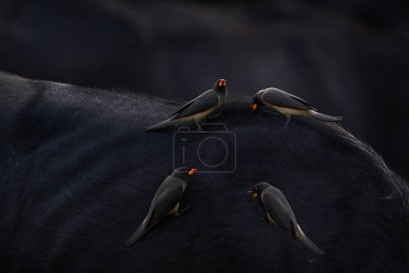 Foto de Comportamiento de las aves en Savannah, Parque Nacional Kruger, Sudáfrica. Escena de fauna de naturaleza africana. Pájaro carpintero de pico amarillo, Buphagus africanus, en pelaje marrón de búfalo grande. - Imagen libre de derechos