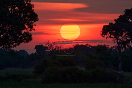 Photo for Sun between the trees, Okavango delta in Africa. Traveling in Botswana. - Royalty Free Image
