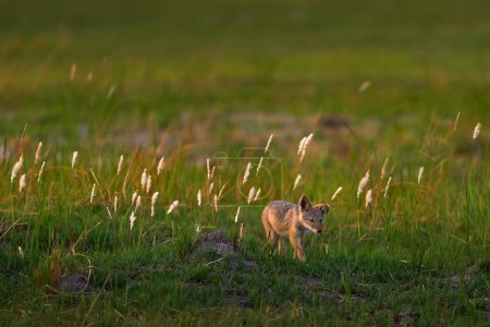 Téléchargez les photos : Joli bébé chacal perdu dans la savane. Lever de soleil orange matinal dans le delta de l'Okavango, Botswana en Afrique. Comportement du chacal à dos noir. Scène animalière de la nature. Animal en fleur herbe, lever de soleil. - en image libre de droit