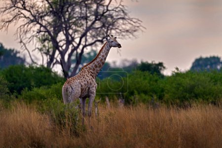 Téléchargez les photos : Girafe en forêt avec de grands arbres, lumière du soir, coucher de soleil. Silhouette de girafe idyllique avec coucher de soleil orange du soir, delta de l'Okavango au Botswana. - en image libre de droit