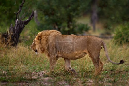 Téléchargez les photos : Lion dans le delta de l'Okavango, Afrique. Marcher grand chat. - en image libre de droit