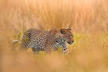 Foto de Africa wildlife. Leopardo, Panthera pardus shortidgei, hábitat natural, gran gato salvaje en el hábitat natural, día soleado en la sabana, delta del Okavango Botswana. Naturaleza de la fauna. - Imagen libre de derechos