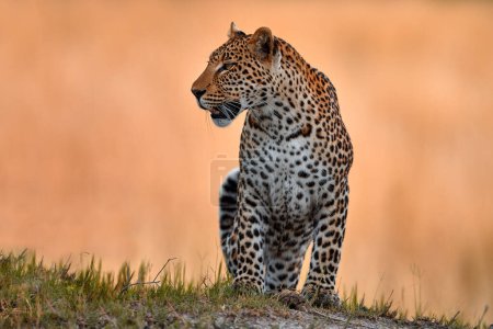 Foto de Puesta de sol de hierba dorada de leopardo, Savuti, Chobe NP, en Botswana, África. Gran gato manchado en la naturaleza salvaje. Wildlife Botswana. Paseo leopardo salvaje en la hierba de oro largo, día caluroso en África. - Imagen libre de derechos