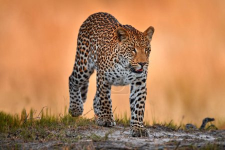 Foto de Puesta de sol de hierba dorada de leopardo, Savuti, Chobe NP, en Botswana, África. Gran gato manchado en la naturaleza salvaje. Wildlife Botswana. Paseo leopardo salvaje en la hierba de oro largo, día caluroso en África. - Imagen libre de derechos